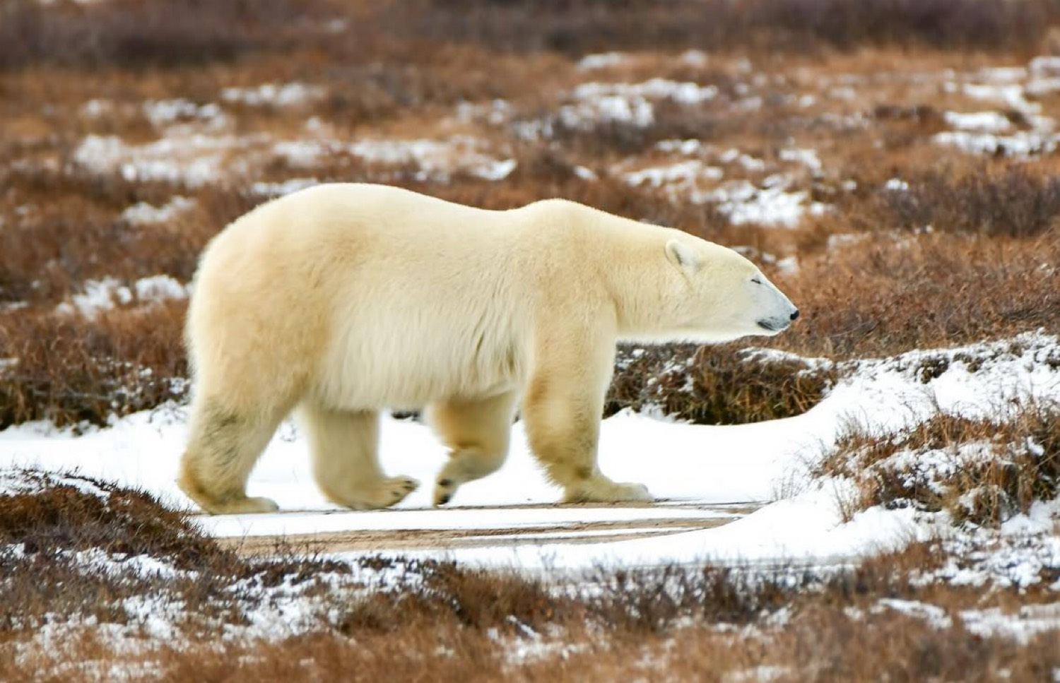 Polar bear